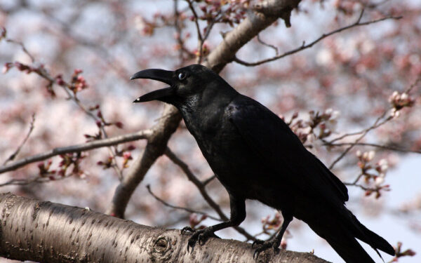 Varnėnai nebelies jūsų trešnių: vienas paprastas daiktas iš virtuvės išgelbės sodą be jokių išlaidų