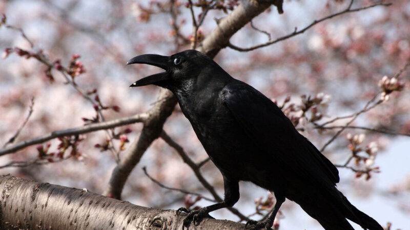 Varnėnai nebelies jūsų trešnių: vienas paprastas daiktas iš virtuvės išgelbės sodą be jokių išlaidų