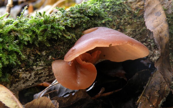 Pavasarinis grybas, kurį Lietuvoje dažnas praleidžia: pasaulyje jis laikomas delikatesu