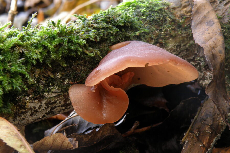 Pavasarinis grybas, kurį Lietuvoje dažnas praleidžia: pasaulyje jis laikomas delikatesu