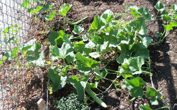 Agurkai nenušals net per vėlyvas pavasarines šalnas: padės gudrybė su vandens buteliais