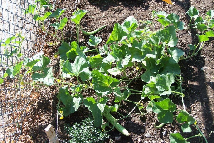 Agurkai nenušals net per vėlyvas pavasarines šalnas: padės gudrybė su vandens buteliais