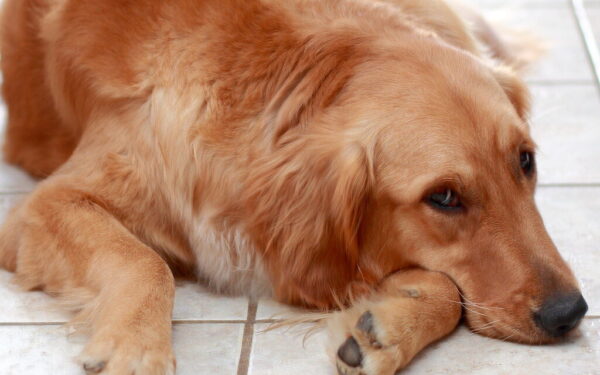 Šuo kenčia tyloje, o jūs to nematote: mokslininkai įvardijo ženklus, kurių nepastebi šeimininkai