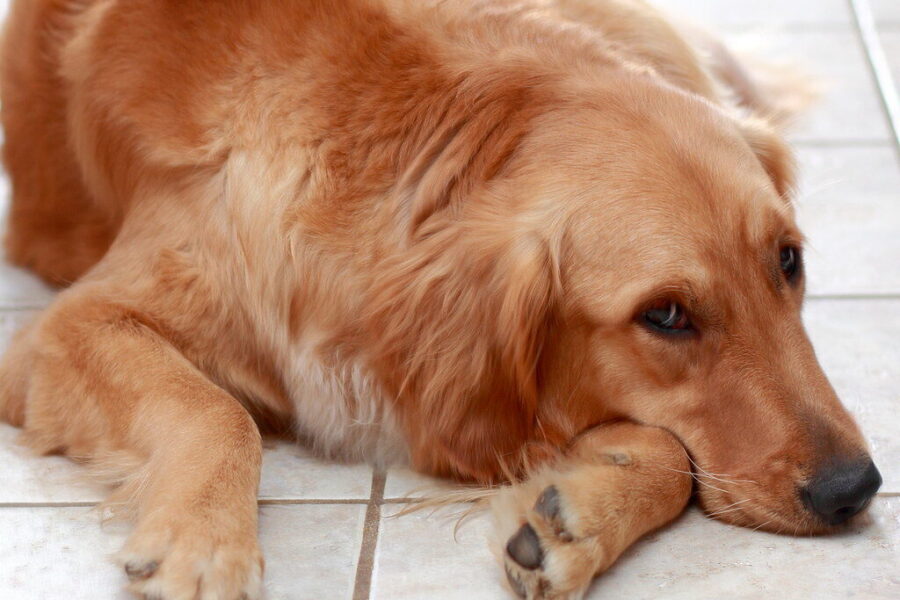 Šuo kenčia tyloje, o jūs to nematote: mokslininkai įvardijo ženklus, kurių nepastebi šeimininkai