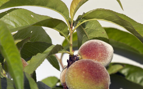 Lemtingas purškimas abrikosams ir persikams: pavėlavę vos kelias dienas, derliaus neturėsite