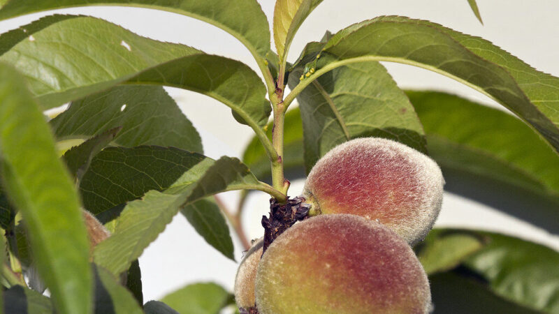 Lemtingas purškimas abrikosams ir persikams: pavėlavę vos kelias dienas, derliaus neturėsite