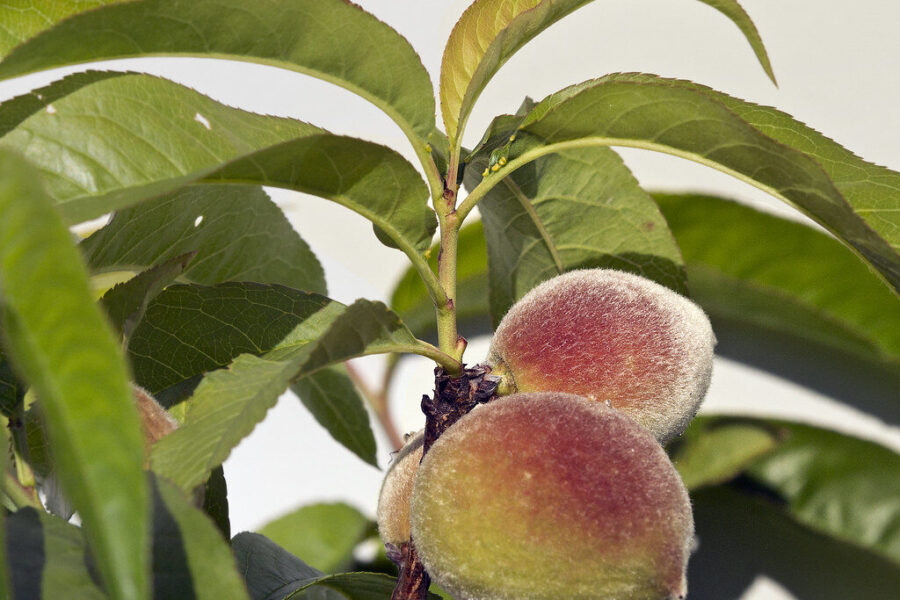Lemtingas purškimas abrikosams ir persikams: pavėlavę vos kelias dienas, derliaus neturėsite