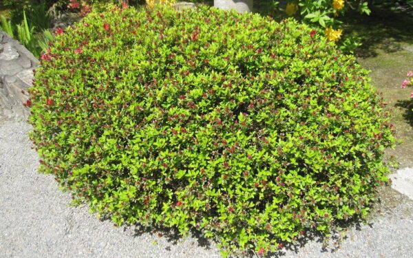 Perspėjimas sodininkams: šie populiarūs augalai nepastebimai naikina jūsų sodą ir net pamatus