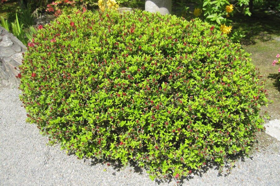 Perspėjimas sodininkams: šie populiarūs augalai nepastebimai naikina jūsų sodą ir net pamatus