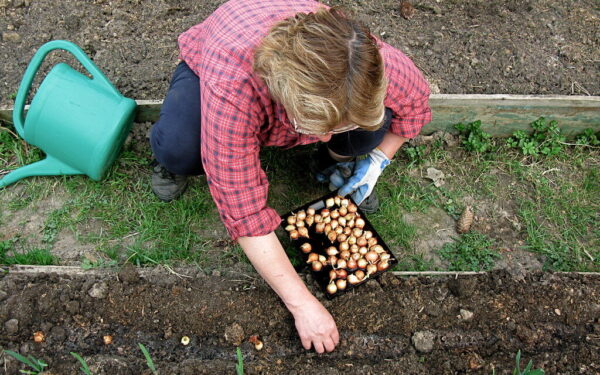 Pamirškite kirmijančius svogūnus: agronomai atskleidė gudrybę, kaip užauginti milžinišką derlių
