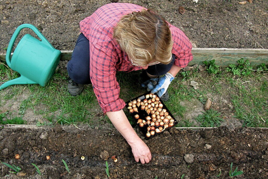 Pamirškite kirmijančius svogūnus: agronomai atskleidė gudrybę, kaip užauginti milžinišką derlių