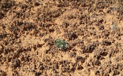 Balandį darže žemė kaip molis? Štai kaip per vieną mėnesį paversti skurdžią žemę derlinga oaze