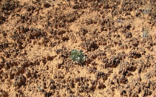 Balandį darže žemė kaip molis? Štai kaip per vieną mėnesį paversti skurdžią žemę derlinga oaze