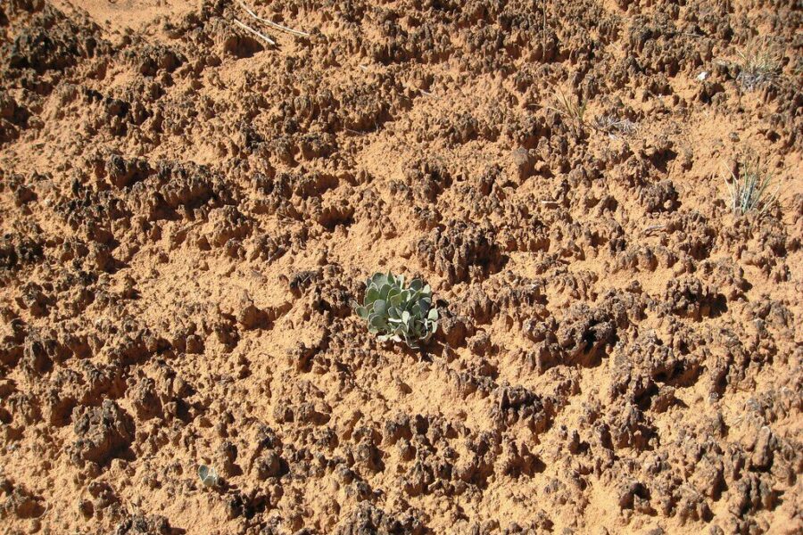 Balandį darže žemė kaip molis? Štai kaip per vieną mėnesį paversti skurdžią žemę derlinga oaze