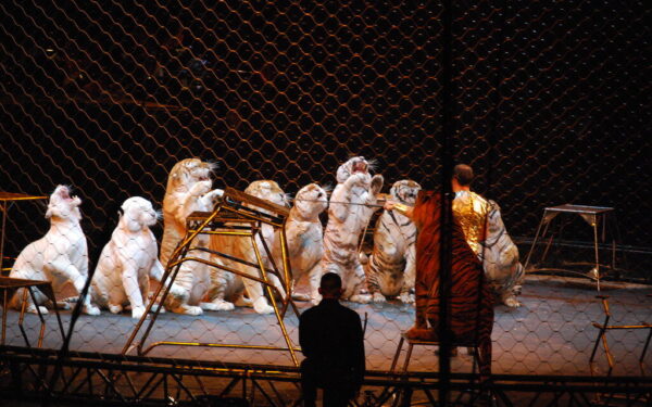 Vaizdai iš cirko sukrėtė: tigras įsiveržė į minią, žiūrovai puolė gelbėtis