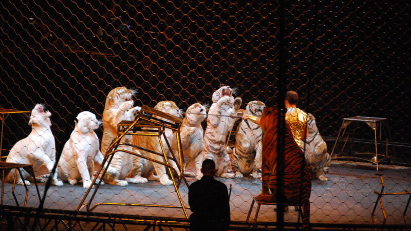 Vaizdai iš cirko sukrėtė: tigras įsiveržė į minią, žiūrovai puolė gelbėtis