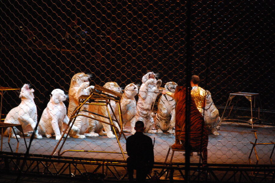 Cirkas. Tigrai. Openverse