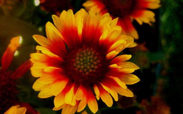 Prerijų ugnis jūsų gėlyne: ryškioji gailardija, kuriai nebaisi nei kaitra, nei sausra