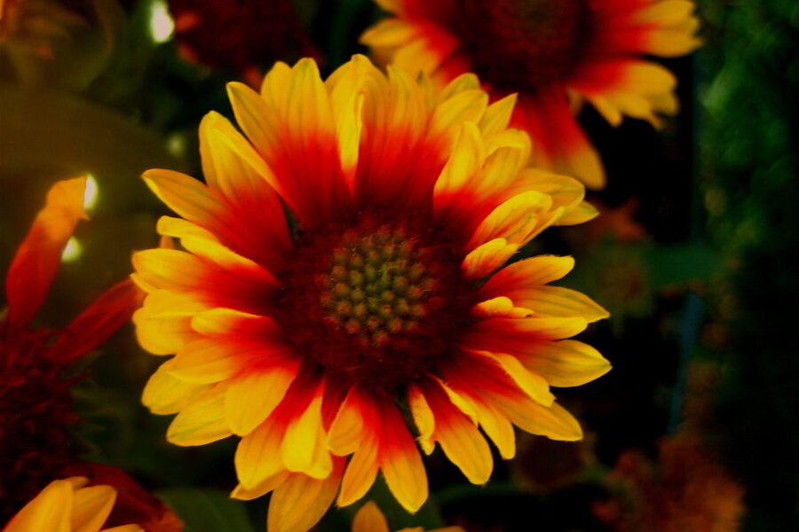 Prerijų ugnis jūsų gėlyne: ryškioji gailardija, kuriai nebaisi nei kaitra, nei sausra