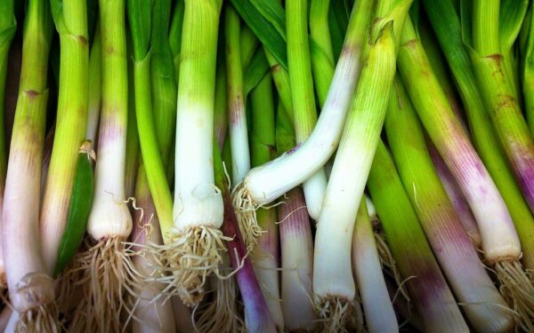 Švelnesnis už įprastą: šis pavasario augalas veikia kaip natūralus antibiotikas