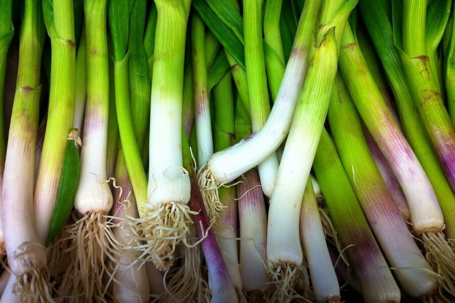 Švelnesnis už įprastą: šis pavasario augalas veikia kaip natūralus antibiotikas