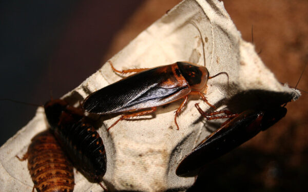 Atsibodo tarakonai? Ši pigi gudrybė padės jų atsikratyti visam laikui