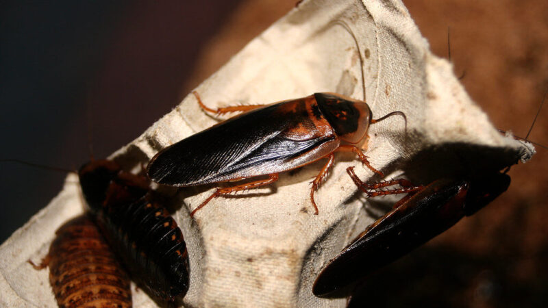 Atsibodo tarakonai? Ši pigi gudrybė padės jų atsikratyti visam laikui