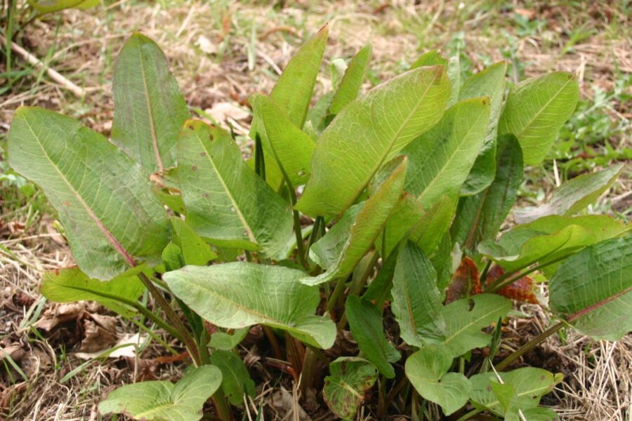 Šis vaikystės skonis grįžta į virtuvę: štai kaip teisingai valgyti rūgštynes, kad gautumėte naudą