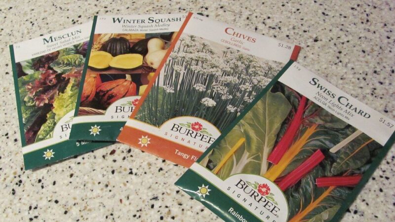 Ką slepia raidės ant sėklų pakelių? Sužinokite, kodėl „F1“ hibridai gali jus nuvilti