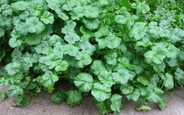 Kaimynai stebėjosi, kodėl balandį sėju garstyčias: štai kaip šis triukas pakeis jūsų daržo derlių