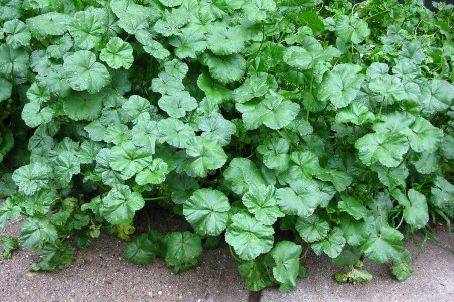 Kaimynai stebėjosi, kodėl balandį sėju garstyčias: štai kaip šis triukas pakeis jūsų daržo derlių