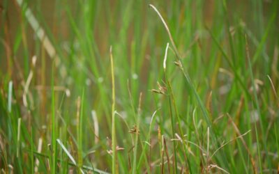 Nuolat painiojate šiuos augalus: štai kurį iš jų galima saugiai valgyti net žalią