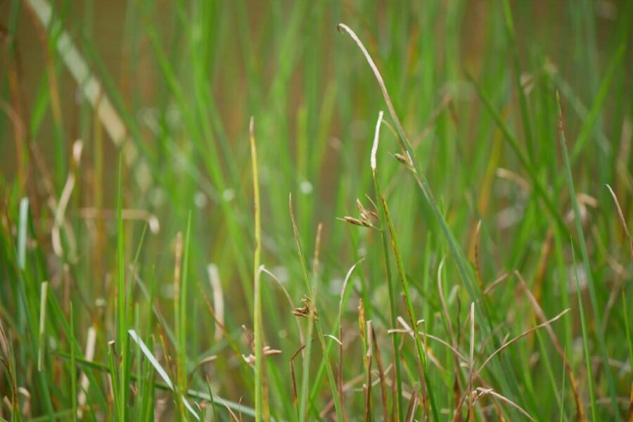 Nuolat painiojate šiuos augalus: štai kurį iš jų galima saugiai valgyti net žalią