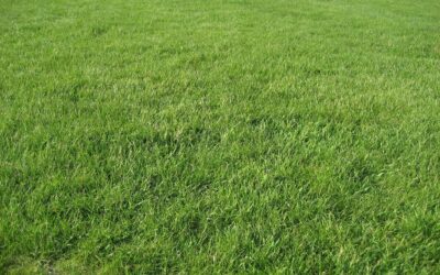 Tobula veja be vargo: ši pavasario vejos darbų tvarka išgelbės nuo klaidų