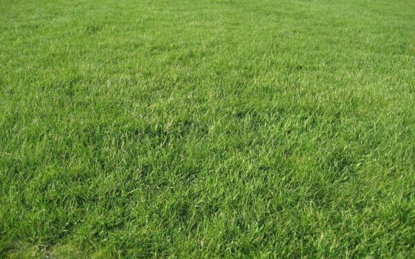 Tobula veja be vargo: ši pavasario vejos darbų tvarka išgelbės nuo klaidų