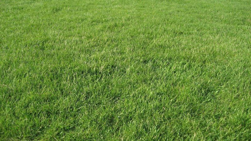 Tobula veja be vargo: ši pavasario vejos darbų tvarka išgelbės nuo klaidų