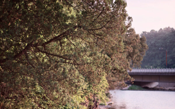 Tujos po žiemos atrodo tragiškai? Viena priemonė iš virtuvės sugrąžins joms sodrią žalumą