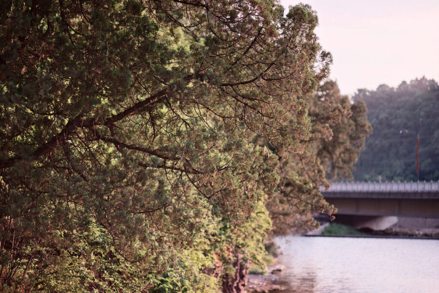 Tujos po žiemos atrodo tragiškai? Viena priemonė iš virtuvės sugrąžins joms sodrią žalumą