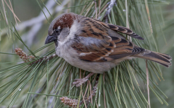 Jūsų daržą puls kenkėjai: štai kodėl mįslingas žvirblių nykimas yra pavojingas kiekvienam