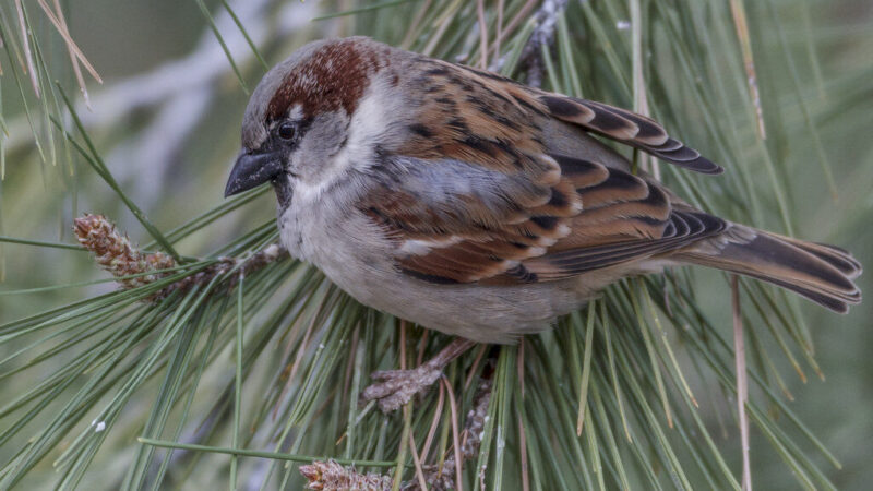Jūsų daržą puls kenkėjai: štai kodėl mįslingas žvirblių nykimas yra pavojingas kiekvienam