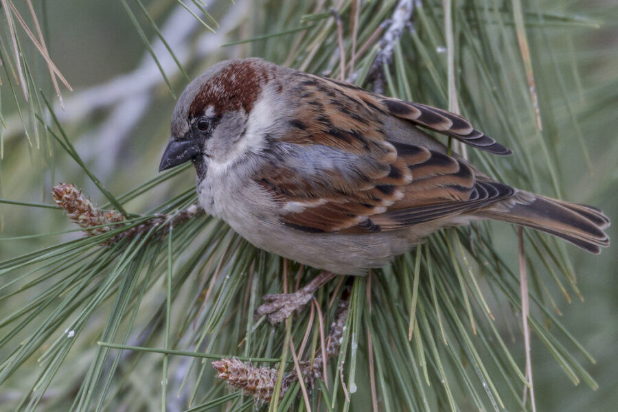 Jūsų daržą puls kenkėjai: štai kodėl mįslingas žvirblių nykimas yra pavojingas kiekvienam