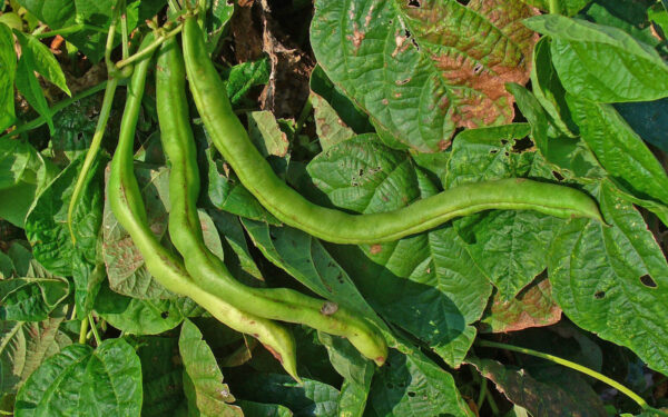 Nuodingiausias 2026 metų augalas jūsų virtuvėje: viena klaida gaminant gali baigtis ligoninėje