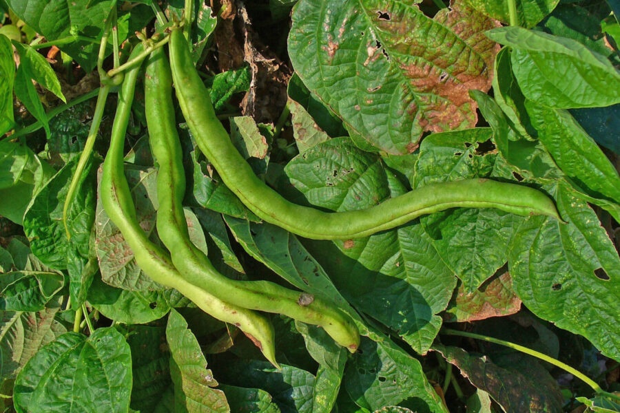 Nuodingiausias 2026 metų augalas jūsų virtuvėje: viena klaida gaminant gali baigtis ligoninėje