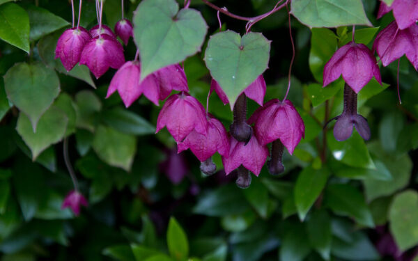 Pamirškite nuobodžias tvoras: šis retas vijoklis pavers jūsų kiemą tikra egzotika