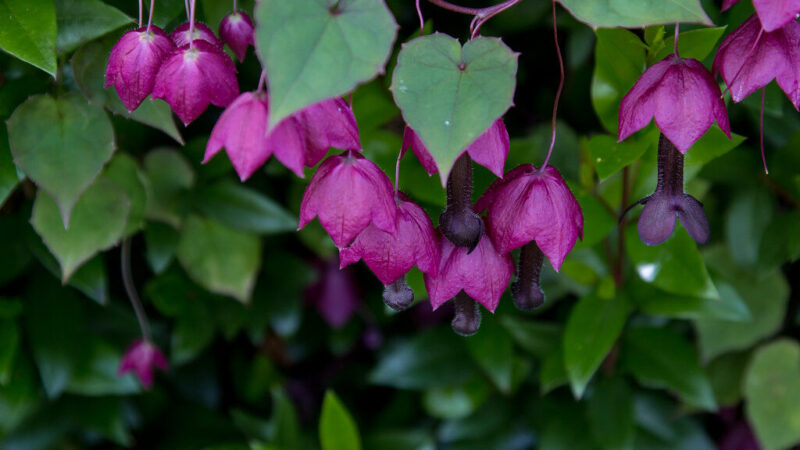 Pamirškite nuobodžias tvoras: šis retas vijoklis pavers jūsų kiemą tikra egzotika
