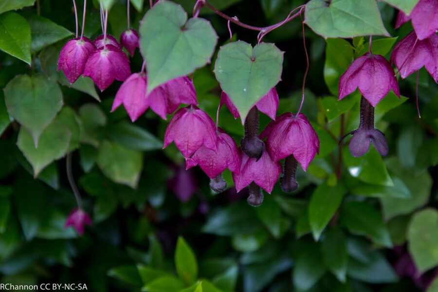 Pamirškite nuobodžias tvoras: šis retas vijoklis pavers jūsų kiemą tikra egzotika