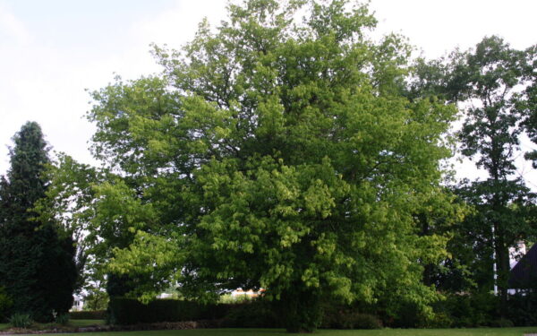 Amerikinis klevas po pjovimo auga dar sparčiau? Specialistai nurodė veiksmingą būdą jį įveikti