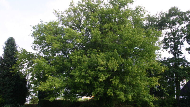 Amerikinis klevas po pjovimo auga dar sparčiau? Specialistai nurodė veiksmingą būdą jį įveikti