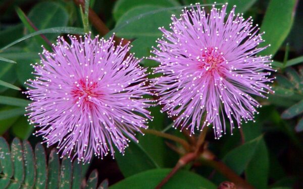 Augalai be smegenų gali skaičiuoti: sensacingas tyrimas atskleidė mimozų atminties paslaptis