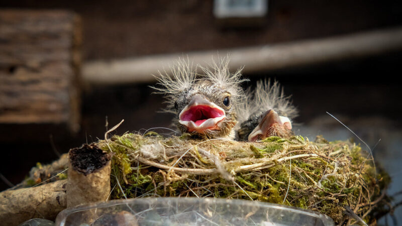 Šis laikotarpis lemtingas: paukščiai netrukus sugrįš, o klaidos dabar gali virsti ilgalaike problema